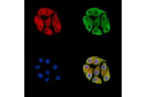 ABIN7095536 and ABIN7099593 staining Hela cells by IF/ICC. (FBXO4 antibody)