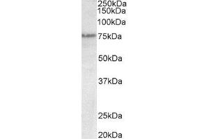 ABIN2560853 (0. (TCP1 alpha/CCTA antibody)