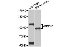 Western blot analysis of extracts of various cell lines, using PDE4D antibody. (PDE4D antibody)