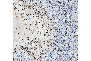 anti-Sarcoma Antigen 1 (SAGE1) (AA 94-633) antibody