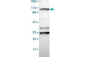 Western blot analysis of Human cell line RT-4 with RNF213 polyclonal antibody  at 1:100-1:250 dilution. (RNF213 antibody)