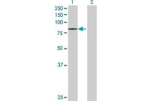 Western Blot analysis of QARS expression in transfected 293T cell line by QARS MaxPab polyclonal antibody. (QARS antibody  (AA 1-775))