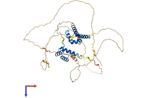 Oct-2 Protein (AA 1-479) (His tag)