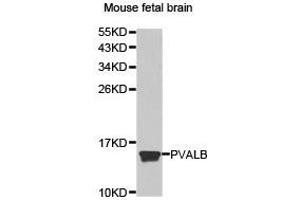 Western Blotting (WB) image for anti-Parvalbumin (PVALB) antibody (ABIN1874474) (PVALB antibody)