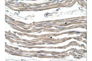 Image no. 1 for anti-Solute Carrier Family 25 (Mitochondrial Carrier: Glutamate), Member 22 (SLC25A22) (AA 131-180) antibody (ABIN205021) (SLC25A22 antibody  (AA 131-180))