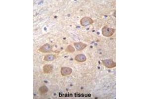 PCDH1 Antibody (N-term) immunohistochemistry analysis in formalin fixed and paraffin embedded human brain tissue followed by peroxidase conjugation of the secondary antibody and DAB staining. (Protocadherin 1 antibody  (N-Term))