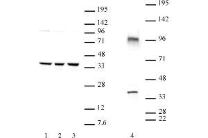 Cxxc4 antibody (pAb) tested by Western blot. (CXXC4 antibody  (N-Term))