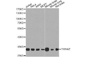 Western blot analysis of extracts of various cell lines, using YWHAZ Antibody.