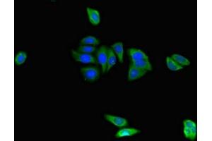 Immunofluorescent analysis of HepG2 cells using ABIN7152373 at dilution of 1:100 and Alexa Fluor 488-congugated AffiniPure Goat Anti-Rabbit IgG(H+L) (CAPZA1 antibody  (AA 211-252))