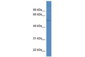 WB Suggested Anti-ZIC1 Antibody Titration:  0. (ZIC1 antibody  (N-Term))