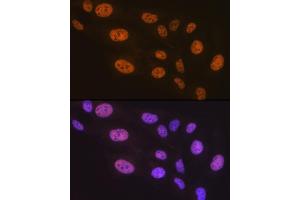 Immunofluorescence analysis of U-2 OS cells using PTBP2 Rabbit mAb (ABIN7269465) at dilution of 1:100 (40x lens). (PTBP2 antibody)