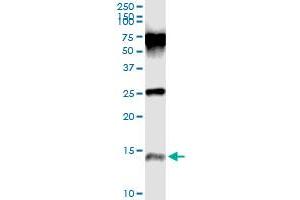 Immunoprecipitation of PI3 transfected lysate using anti-PI3 monoclonal antibody and Protein A Magnetic Bead , and immunoblotted with PI3 monoclonal antibody. (PI3 antibody  (AA 1-117))