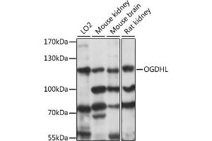 Western blot analysis of extracts of various cell lines, using OGDHL antibody (ABIN7269135) at 1:1000 dilution. (OGDHL antibody  (AA 1-110))