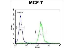 AVPI1 Antibody (N-term) (ABIN654463 and ABIN2844196) flow cytometric analysis of MCF-7 cells (right histogram) compared to a negative control cell (left histogram).