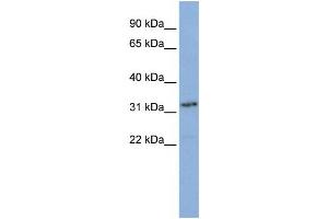 Western Blotting (WB) image for anti-Small Nuclear RNA Activating Complex, Polypeptide 2, 45kDa (SNAPC2) antibody (ABIN2457896) (SNAPC2 antibody)