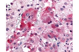 Anti-GPR108 antibody IHC of human adrenal, medulla. (GPR108 antibody  (Cytoplasmic Domain))