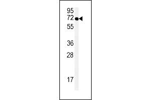 SPT13 Antibody (Center) (ABIN651695 and ABIN2840364) western blot analysis in Hela cell line lysates (35 μg/lane). (SPATA13 antibody  (AA 204-232))
