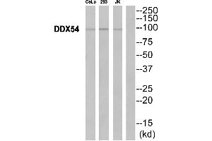 Western blot analysis of extracts from CoLo cells, 293 cells and JurKat cells, using DDX54 antibody.