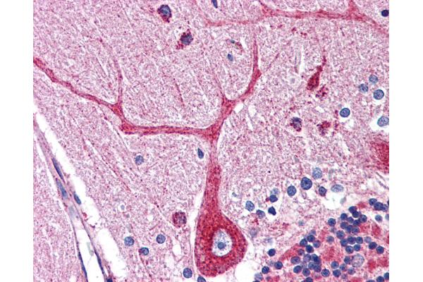 OCIAD1 antibody  (C-Term)