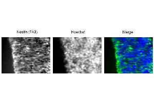 Immunofluorescence (IF) image for anti-Nestin (NES) antibody (ABIN2452056)