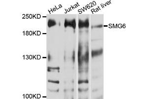 Western blot analysis of extracts of various cell lines, using SMG6 antibody (ABIN6003839) at 1/1000 dilution. (SMG6 antibody)