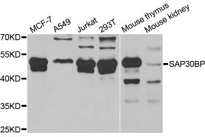 Western blot analysis of extracts of various cell lines, using SAP30BP antibody. (SAP30BP antibody)