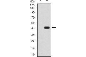 Western blot analysis using PAX6 mAb against HEK293 (1) and PAX6 (AA: 1-122)-hIgGFc transfected HEK293 (2) cell lysate.