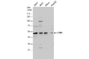 WB Image LDB1 antibody detects LDB1 protein by western blot analysis. (LIM Domain Binding 1 Protein antibody)