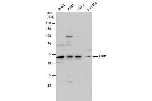 LIM Domain Binding 1 Protein Antikörper