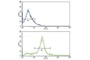 Flow cytometric analysis of 293 cells using HER3 antibody (bottom histogram) compared to a negative control (top histogram). (ERBB3 antibody  (AA 24-55))