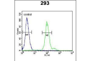 Flow cytometric analysis of 293 cells (right histogram) compared to a negative control cell (left histogram). (Complement Factor B antibody  (AA 469-494))