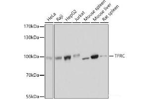 Western blot analysis of extracts of various cell lines using TFRC Polyclonal Antibody at dilution of 1:3000. (Transferrin Receptor antibody)