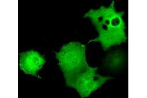 Anti-UBXN10 mouse monoclonal antibody (ABIN2453762) immunofluorescent staining of COS7 cells transiently transfected by pCMV6-ENTRY UBXN10 (RC208225). (UBXN10 antibody)