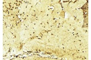 ABIN6268907 at 1/100 staining Mouse brain tissue by IHC-P. (p300 antibody  (N-Term))
