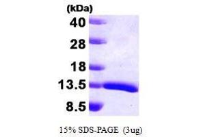 Figure annotation denotes ug of protein loaded and % gel used. (HDGF Protein (AA 1-100))