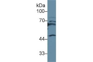 APOH antibody  (AA 21-345)