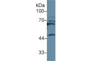 Detection of APOH in Mouse Spleen lysate using Polyclonal Antibody to Apolipoprotein H (APOH) (APOH antibody  (AA 21-345))