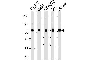 Western blot analysis of lysates from MCF-7, , mouse NIH/3T3, rat C6 cell line and mouse liver tissue lysate (from left to right) using VCP Antibody (ABIN1944899 and ABIN2838502).