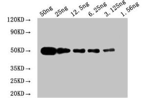 WB: Mouse anti Myc-tagged fusion protein Monoclonal antibody at 1. (Myc Tag antibody)