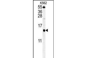 LSM4 Antibody (Center) (ABIN652017 and ABIN2840498) western blot analysis in K562 cell line lysates (35 μg/lane). (LSM4 antibody  (AA 47-74))