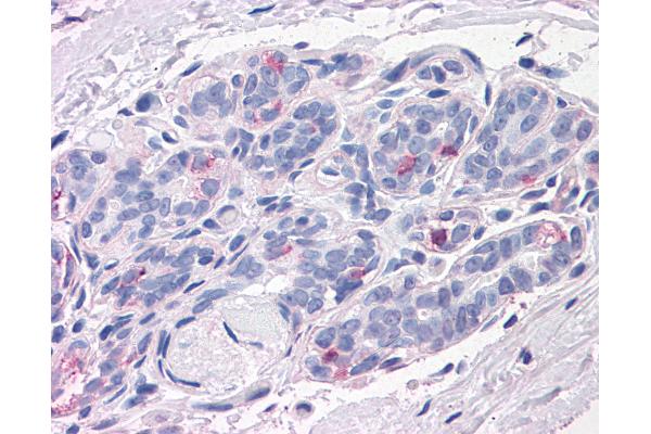 NPTN antibody  (N-Term)