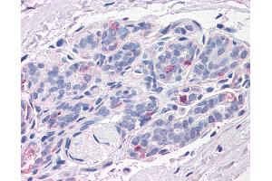 Anti-NPTN antibody IHC of human breast. (NPTN antibody  (N-Term))