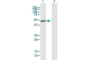 Western Blot analysis of TLE6 expression in transfected 293T cell line ( H00079816-T01 ) by TLE6 MaxPab polyclonal antibody.