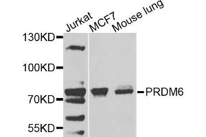 Western blot analysis of extracts of various cells, using PRDM6 antibody. (PRDM6 antibody)