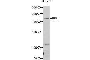 Western blot analysis of extracts of HepG2 cells, using IRS1 antibody (ABIN5970075) at 1/1000 dilution. (IRS1 antibody)