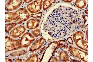 Immunohistochemistry of paraffin-embedded human kidney tissue using ABIN7159696 at dilution of 1:100 (IMMT antibody  (AA 76-215))