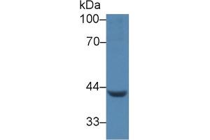 Western blot analysis of Pig Heart lysate, using Human LEFTY1 Antibody (5 µg/ml) and HRP-conjugated Goat Anti-Rabbit antibody ( (LEFTY1 antibody  (AA 43-364))