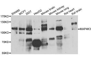 Western blot analysis of extracts of various cell lines, using MAP4K3 antibody. (MAP4K3 antibody)