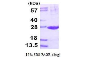 PSMB2 Protein (AA 1-201) (His tag)