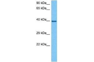 Host:  Mouse  Target Name:  JUNB  Sample Tissue:  Mouse Kidney  Antibody Dilution:  1ug/ml (C-JUN antibody  (N-Term))